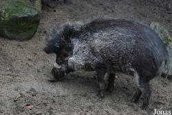 Diergaarde Blijdorp