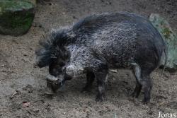 Diergaarde Blijdorp