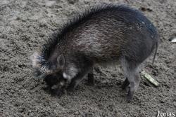 Diergaarde Blijdorp
