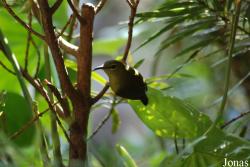 Cinnyris jugularis