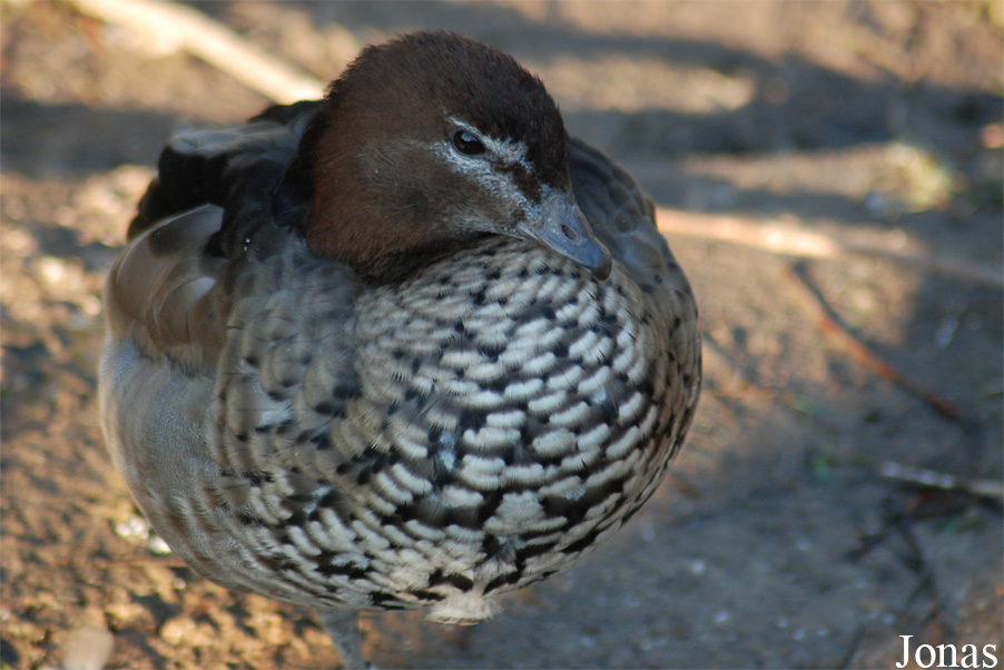 Dierenpark Planckendael