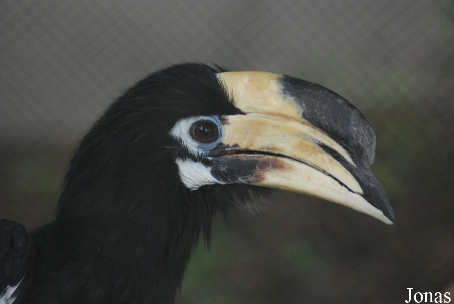 Safari Park Shenzhen