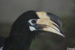 Anthracoceros convexus
