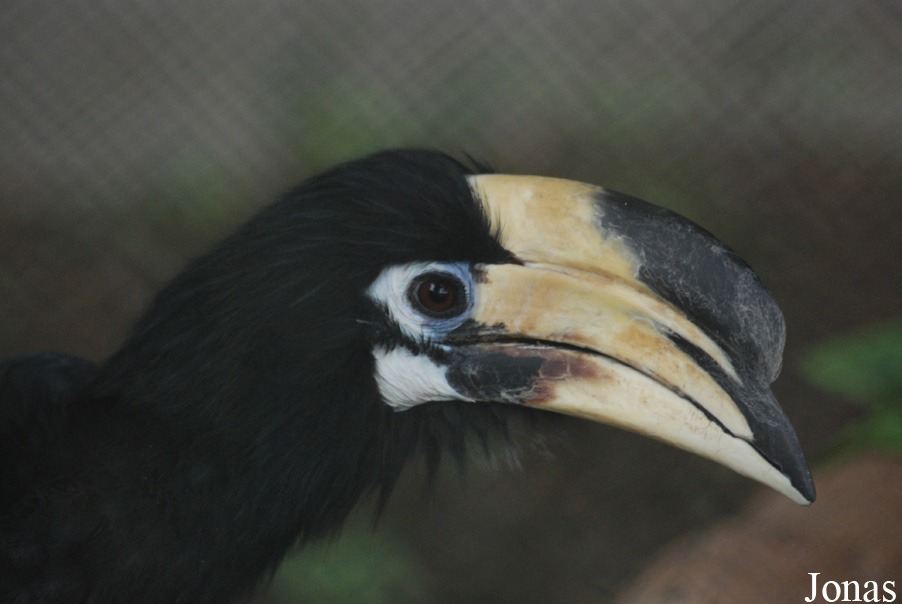 Safari Park Shenzhen