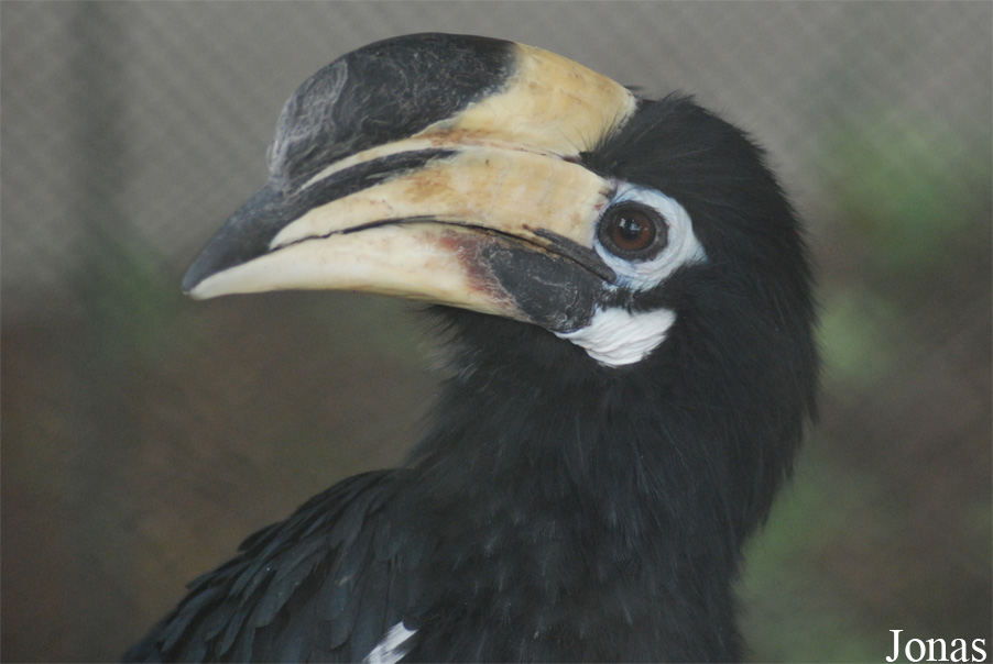 Safari Park Shenzhen