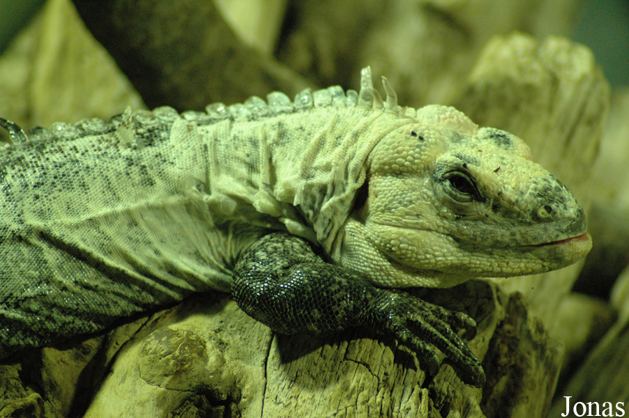 Zoo d'Amnéville