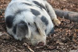 Cochon Bunte Bentheimer Schwein