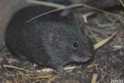 Microtus fortis