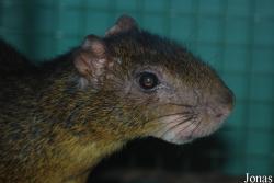 Dasyproctidae