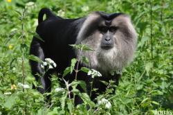 Macaca silenus