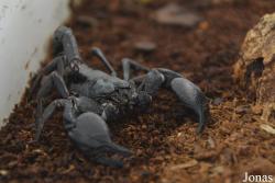 Pandinus sp.