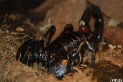 Scorpiones