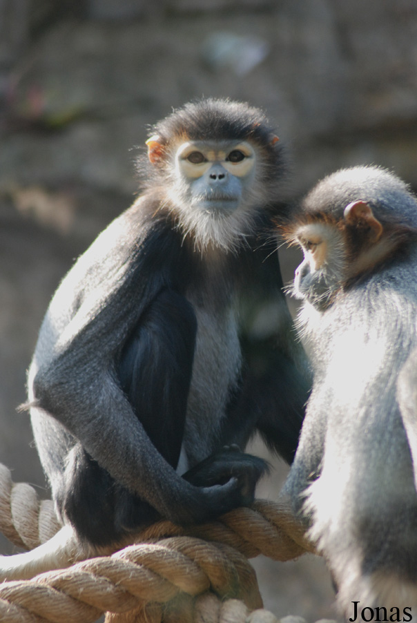 Xiangjiang Safari Park Guangzhou