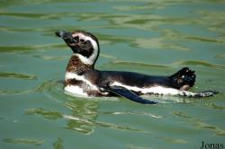 Spheniscus magellanicus