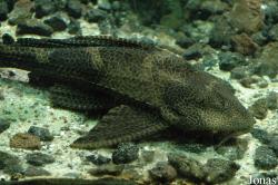 Loricariidae