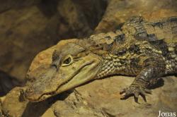 Caiman crocodilus