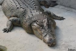 Crocopark Guangzhou