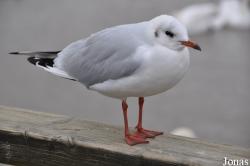 Chroicocephalus ridibundus