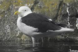 Larus marinus