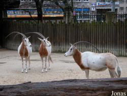 Zoologischer Garten Karlsruhe