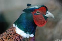 Phasianus colchicus