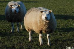Mouton Texel