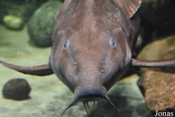 Doradidae