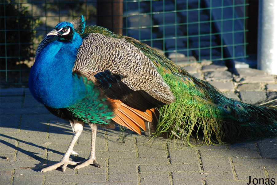 Aachener Tierpark