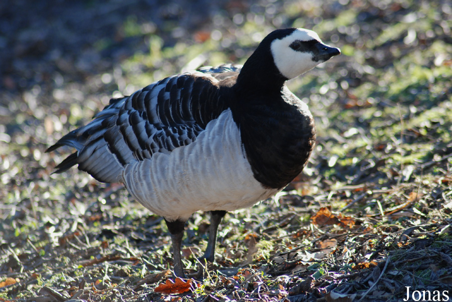 Aachener Tierpark