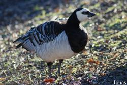 Aachener Tierpark