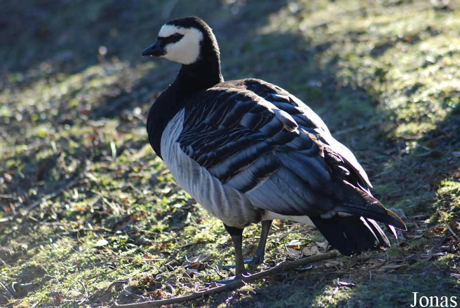 Aachener Tierpark