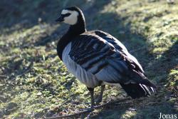 Aachener Tierpark