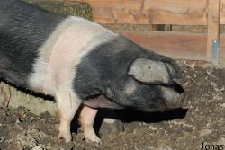 Cochon Angler Sattelschwein