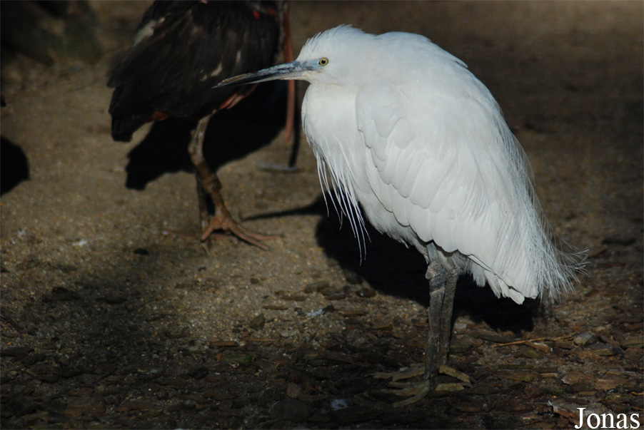 Aachener Tierpark
