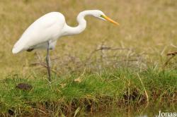 Ardea alba