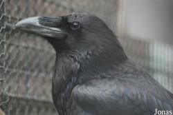 Corvus corax