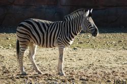 GaiaPark Kerkrade Zoo