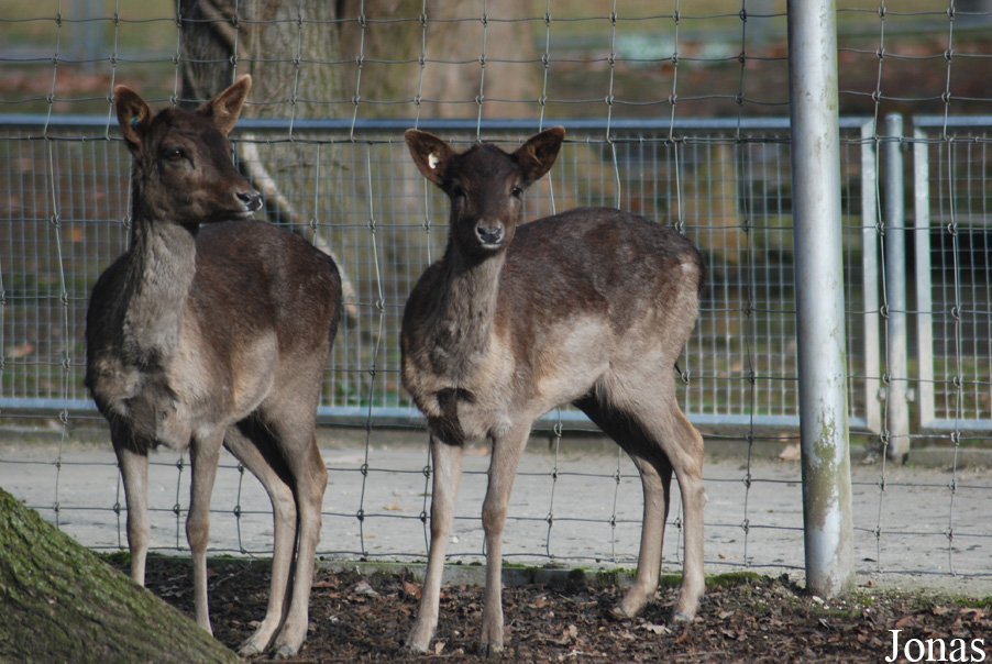 Tierpark Lange Erlen