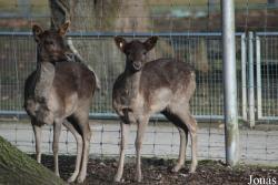 Tierpark Lange Erlen