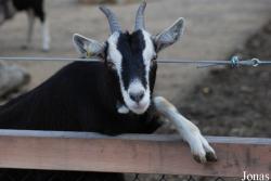 Tierpark Lange Erlen