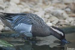 Tierpark Lange Erlen