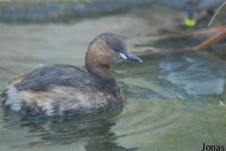 Tierpark Lange Erlen