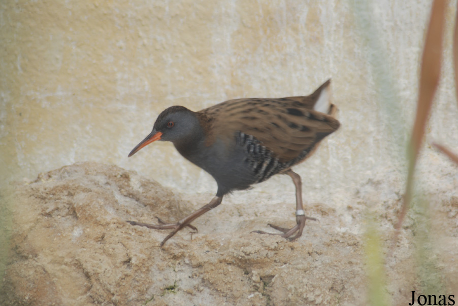 Tierpark Lange Erlen