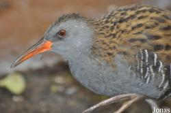 Rallus aquaticus