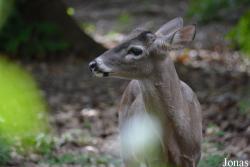 Odocoileus virginianus