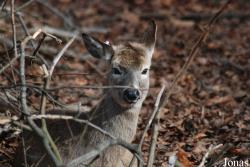 Tierpark Lange Erlen