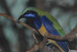 Chloropsis hardwickii
