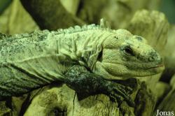 Squamata