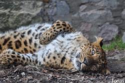 Panthera pardus japonensis