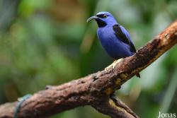 Thraupidae